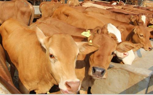 2021年養黃牛賺錢嗎?如何提高黃牛養殖效益?