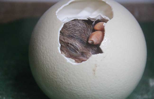 鸵鸟蛋的人工孵化技术