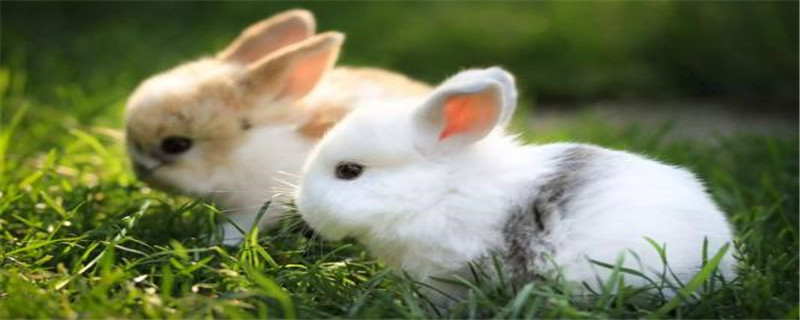 兔子近亲可以配种吗