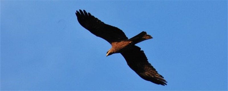 鹰的象征意义及寓意