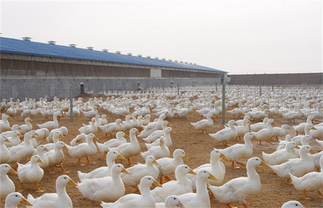 蛋鸭养殖成本及利润