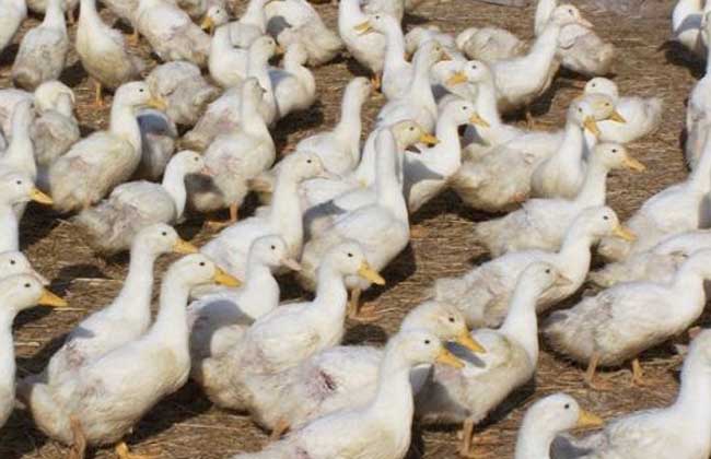 养鸭合作社 成就当地农民养鸭产业链