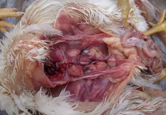 解剖病死鸡可见,外观脱水,皮肤紧贴在肌肉上,肾脏肿大,尿酸盐沉积,呈"