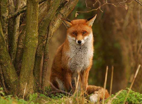 狐狸繁殖率低的原因有哪些