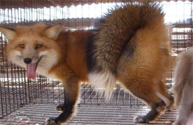 狐狸常见疾病防治方法