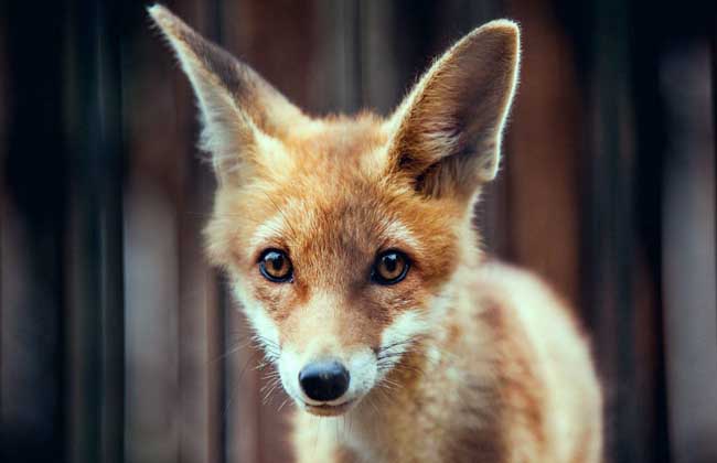 狐狸繁殖率低的原因有哪些