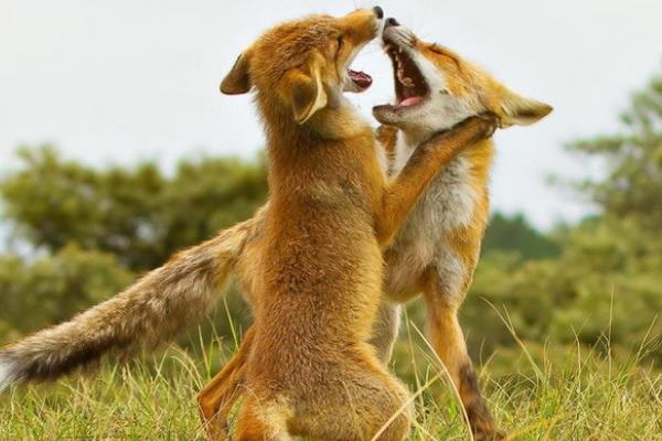 狐狸配种方法及其注意事项