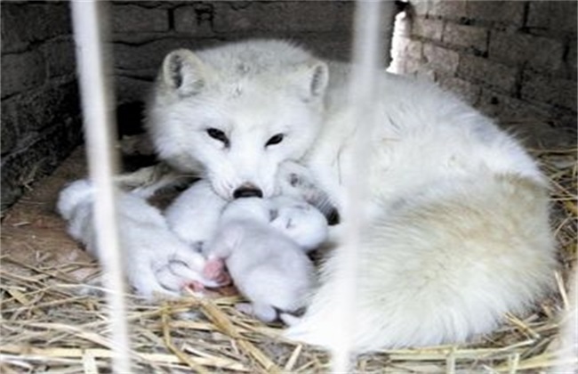 狐狸在妊娠期如何饲养