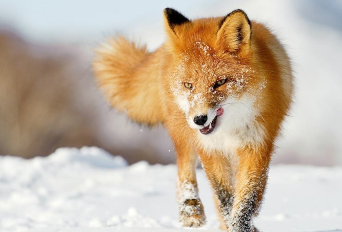 狐狸养殖前景分析
