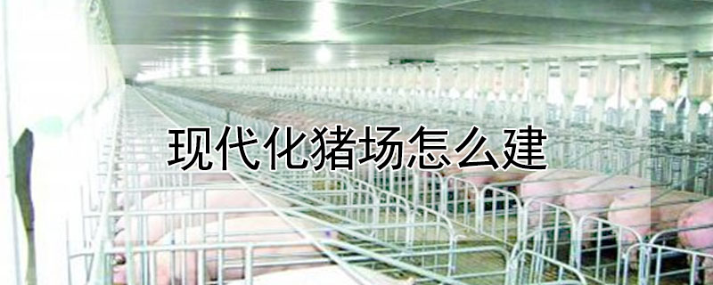 现代化<a href=/zhu/jishu/zhuchang/ target=_blank class=infotextkey>猪场</a>怎么建